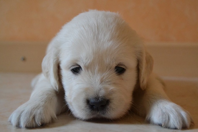 de la Vallée D'adrinelle - Golden Retriever - Portée née le 09/07/2015