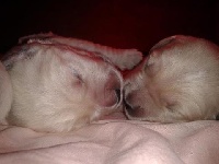 CHIOT